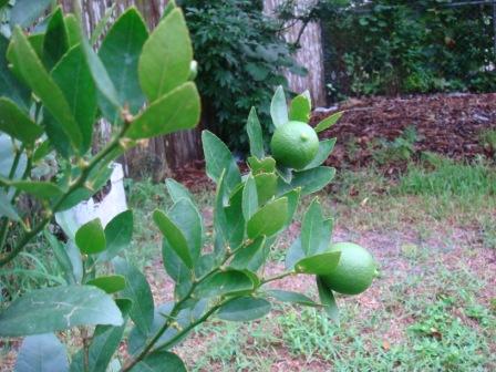 Backyard Key Lime Tree